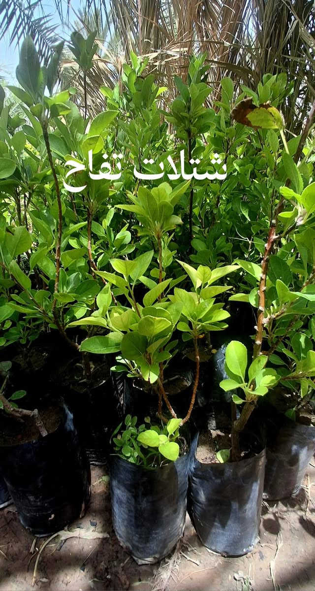 يتوفر لدينا شتلات تفاح كوفي ارتفاع الشتله متر سعر الشتله ٥٠٠٠ دينار.
يتوفر أيضا شتلات رمان يمني ارتفاع الشتله متر سعر الشتله ٥٠٠٠ دينار. 
وايضا يوجد تين أسود بني مسلم سعر الشتله 800 دينار. 
الموقع: ناضم رقم اربعه قرب محلات الساده.
للتواصل والاستفسار رقم(***********) رقم (***********)
