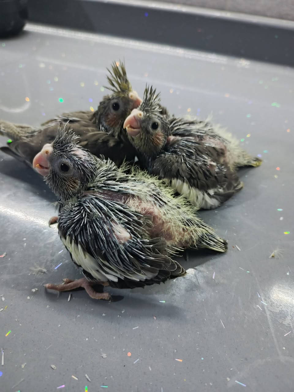 افرخ كوكتيل  زق  للبيع  الواحد👉 👈 20


**إذا كنت صاحب هذا الإعلان وتريد حذفه لأي سبب، رجاءا أرسل رسالة إلى الدعم الفني**