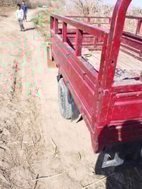 ستوته للبيع فحل على كل عيب شواصي مكفوله من كلشي رقم  الموبايل ٠٧٨٩٢٣٢١...