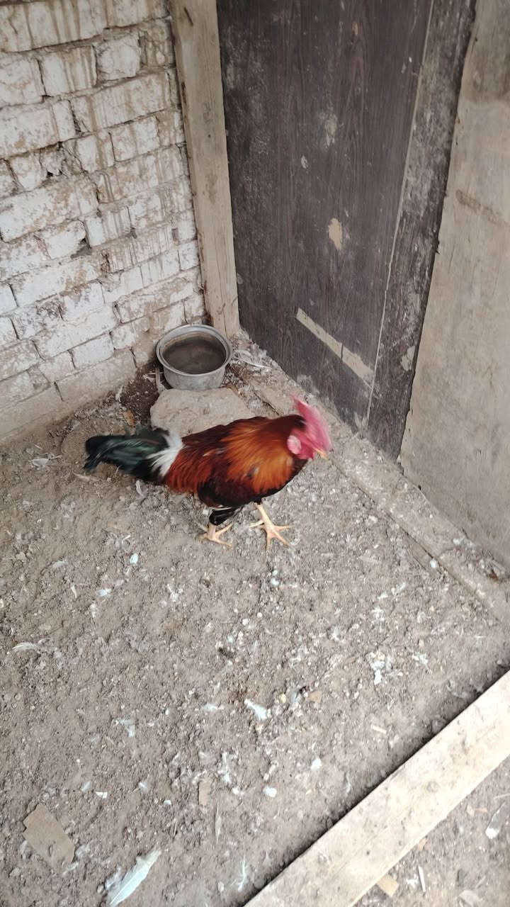 دجاجات كويتيات بياضات ✅🥰🧿


**إذا كنت صاحب هذا الإعلان وتريد حذفه لأي سبب، رجاءا أرسل رسالة إلى الدعم الفني**