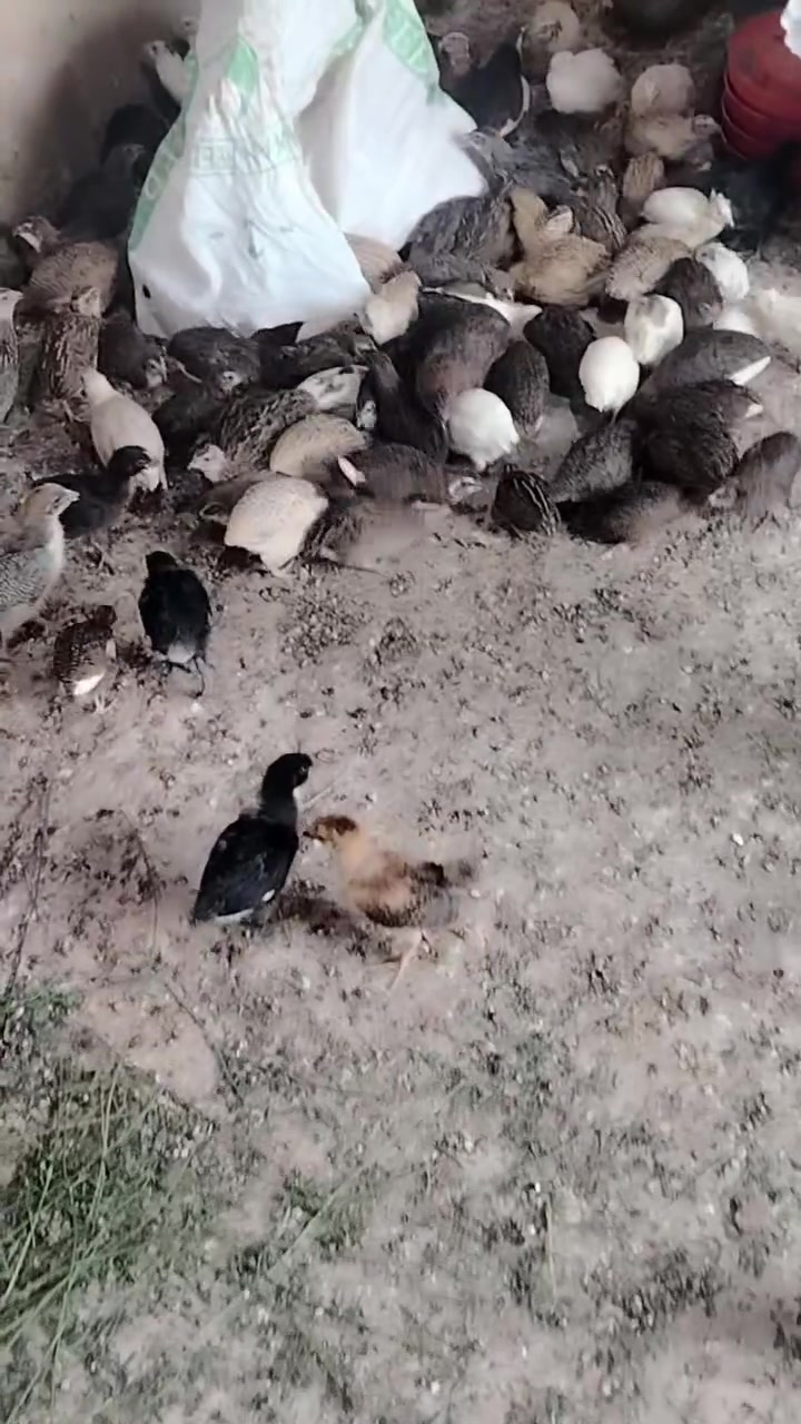 السلام عليكم
سمان للبيع بياض الزوج ب4
المكان البحيات
***********
