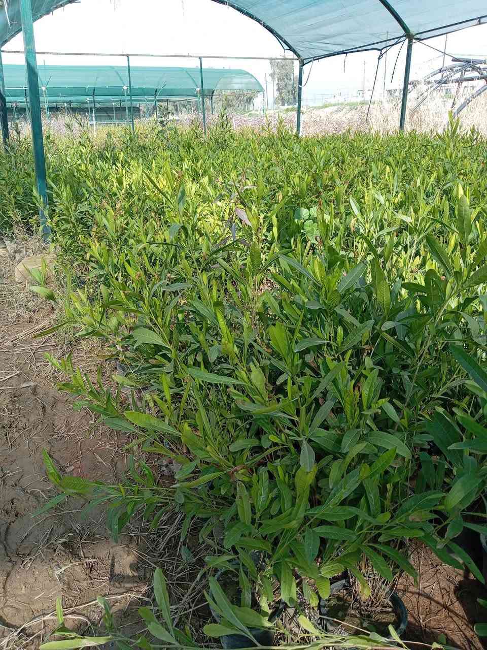 يتوفر لدينا شتلات ددونيه(اس)ارتفاع من 40 _70سم بأسعار مناسبه البيع بل جمله الموقع موصل سدة الرشيدية الاتصال بل رقم ***********كورك
