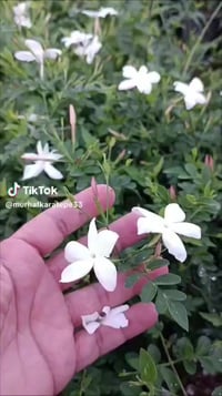 ياسمين الشام • دائم الخضرة • يتحمل الحر والبرد