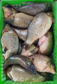 سمج سمتي • كبار • الديوانية