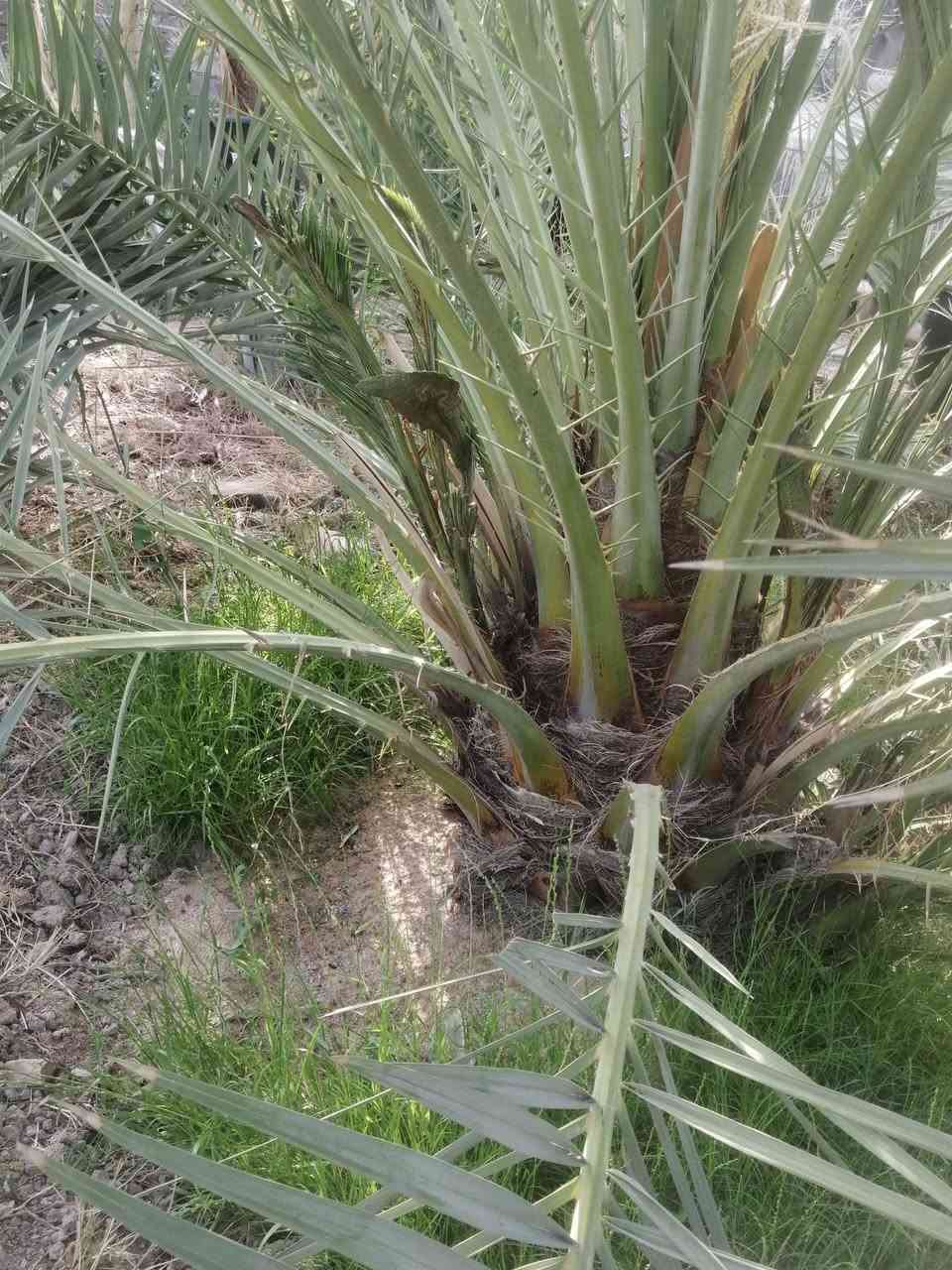 أنواع النخيل للبيع اللي يرغب بالشراء يتواصل ويانة على الرقم *********** واتساب مفتوح
