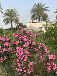 تويثة بغداد • ١ دونم • طابو صرف
