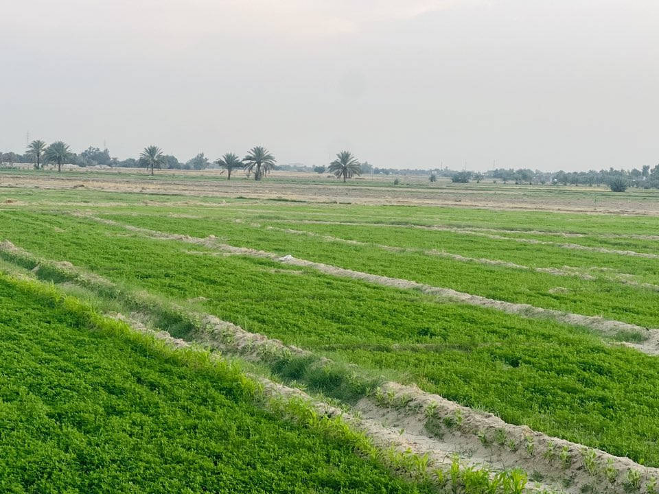 سلام عليكم ارض زراعيه للبيع 
المساحه 11 دونم متوفر كافت الخدمات 
العنوان طريق كربلاء نجف ام نجعه عمود 301
استفسار اكثر  ‭0783 885 1910‬
