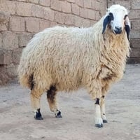 جوز دجات • خشنات • شرقاط قريه شكراً