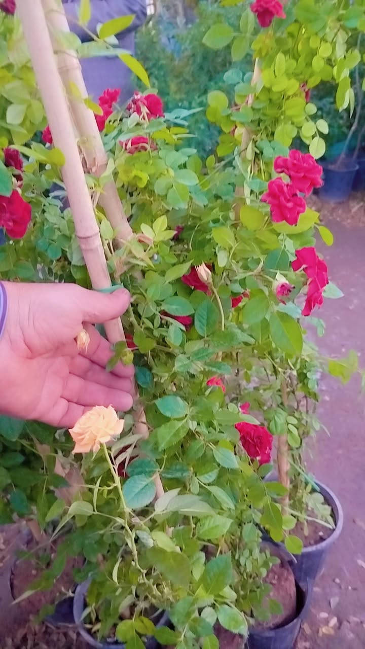 نبات النسرين العراقي
مشتل فارس الشمري
العنوان بابل الحمزة الغربي شارع البلدية مجاور زراعة المدحتية
للاستفسار
***********
خالد مشتل
