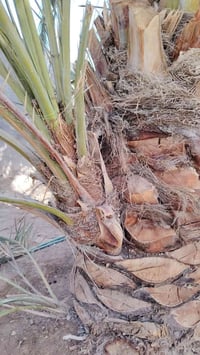 فسيلة برحي • نسيجي • جاهزة للتجذير