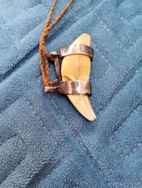 ناب الذيب • أصلي