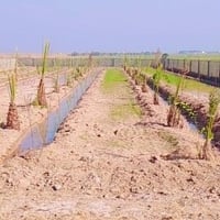 جسر النعمانية • نص دونم • طابو سند ٢٥