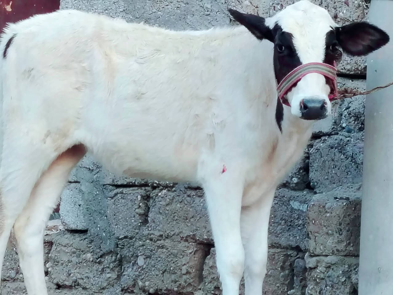 بسم الله ماشاء الله
حولية فرنسية جمة عرموطي الاصلي 

حولية درجى اولى مال جنيه 

شرط اچل وشرب ونصاحة فول 

المكان  صلاح  الدين الشرقاط الخضرانيه

***********
***********
