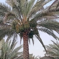 بستان نخيل • دونمين ونص • نهر ابو زرع