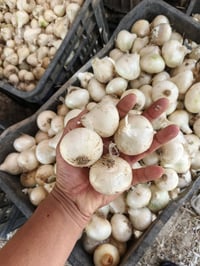 بصل • بصل حار • بصل معرب • بصل درجة اولى • بصل خشن • بصل فسقة