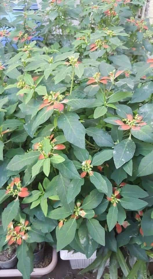 السلام عليكم 
تتوفر بذور نبات بنت القنصل العراقي 
نبات حولي صيفي ينتج ازهار جميلة و تتلون أوراقه باللون البرتقالي 
سعر المغلف الفين دينار 
بابل إسكندرية 
يتوفر توصيل لكل المحافظات ان شاء الله


**إذا كنت صاحب هذا الإعلان وتريد حذفه لأي سبب، رجاءا أرسل رسالة إلى الدعم الفني**