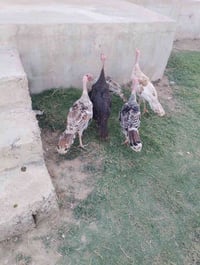ديوكه • بصره • مالات السنه