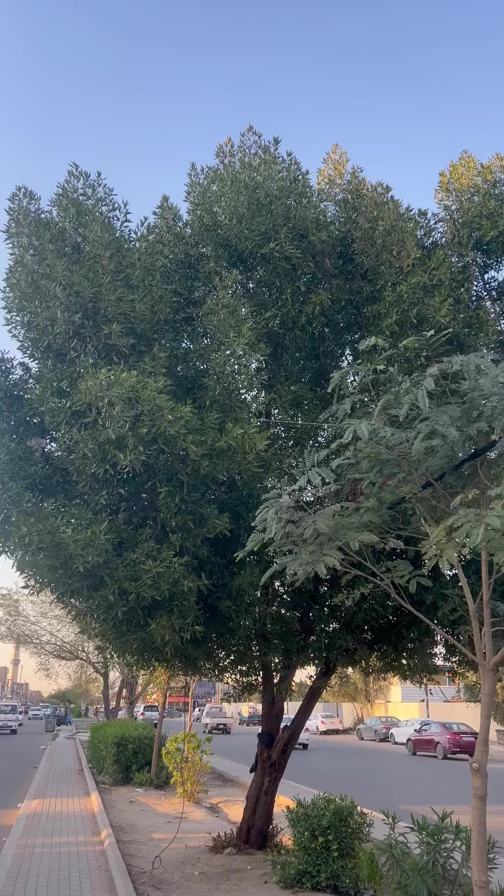 سلام عليكم دراجه ماكس عدله مال رمبه كفرهه ابيض جارد ختم واحد ويه المكينه مكينه بلاديه وبيهه تجوه وقبق فلاوين دراجه خير من الله برغي تجاري مابيهه السعر ٧٥٠ وبيهه مجال رقمي *********** مكاني بغداد حي جهاد
