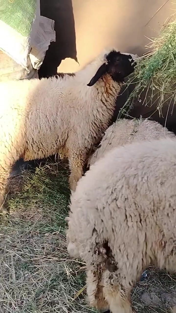 صبحكم الله بالخير والعافية يارب
طليان فحله 3 خير من الله نصاحة ولحم مكاني محاويل ***********
