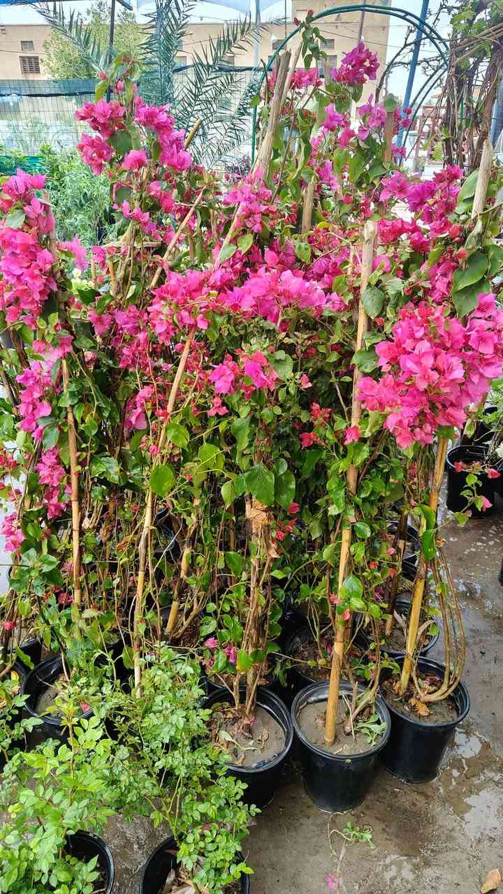 صباح الخير وصلتنه وجبه جديده من النباتات الظليه والنباتات الخارجيه
يفتح المشتل طيله ايام الاسبوع من الساعه 8:00 صباحا والى الساعه 10:00 ليلآ
#مشتل_زهور_واسط العنوان كوت فلكه الحاوي شارع مجمع دمشق الطبي مقابل ابتدائية الكوت للتعليم الأساسي #يوجد_توصيل_داخل_الكوت
*********** لطلب والاستفسار واتساب  او مراسله الصفحه الشخصيه بلال الواسطي🌹😊
