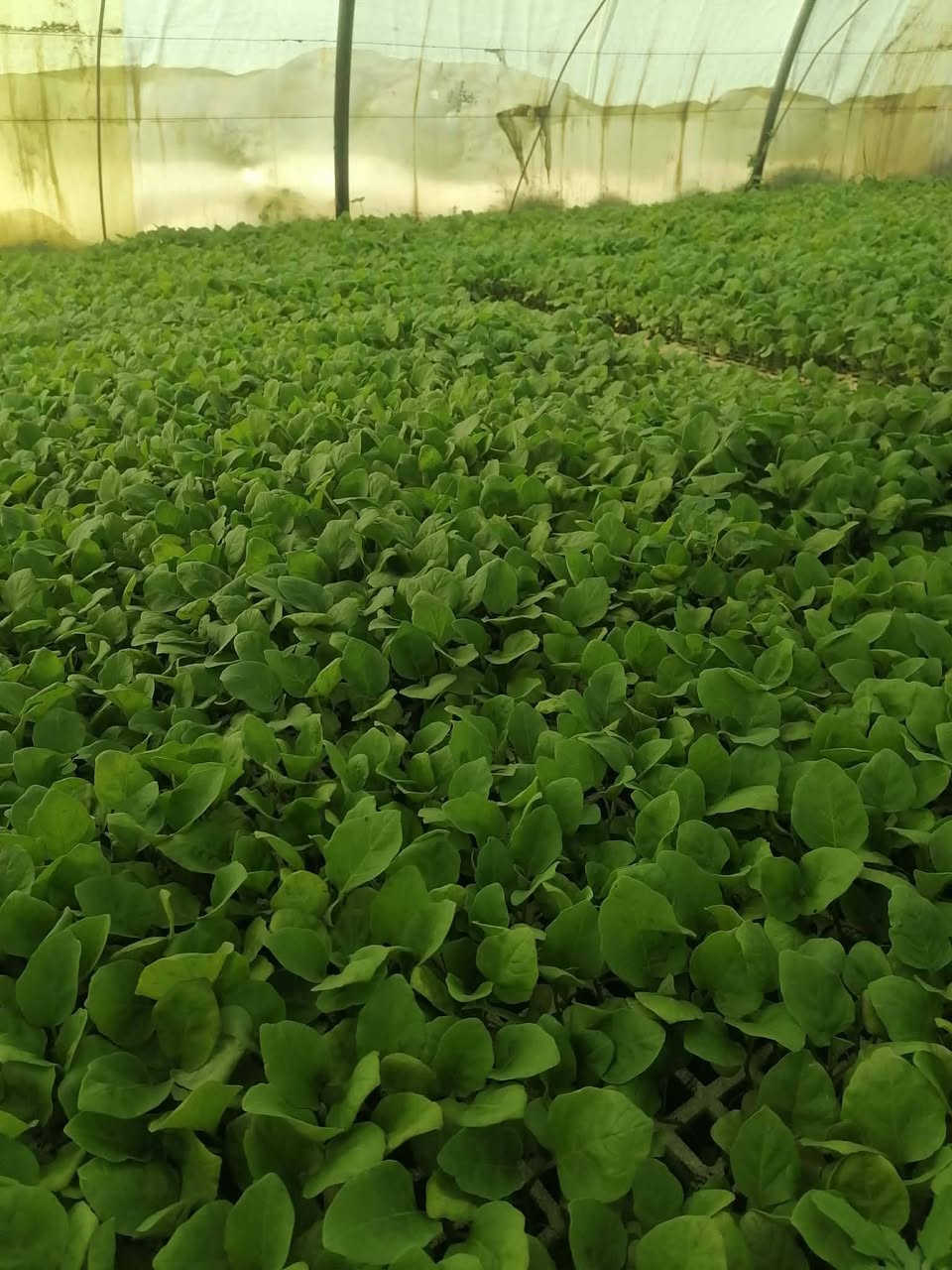 يوجد جميع انواع الدايات جمله ومفرد
  باذنجان 🍆 
طماطه🍅
فلفل بارد🫑
 فلفل حار 🌶️
يوجد توصيل للكميات فقط 
الموقع بابل الحله


**إذا كنت صاحب هذا الإعلان وتريد حذفه لأي سبب، رجاءا أرسل رسالة إلى الدعم الفني**