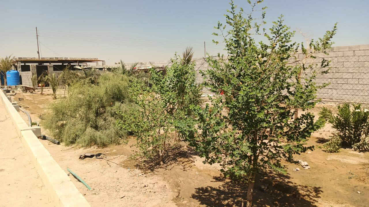 العنوان البصره الزبير مقابل البترو 
سلام عليكم 1600 م بيه بيت جبير رباطات ودرج كامل وبيه نخل محمل وبيه جاخور جبير سندويج السعر 65 مليون ***********//***********
