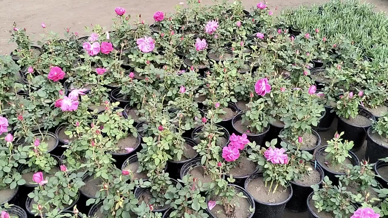 #عشاق_الجوري_المحمدي_السلطاني_العطري 🥰
مااحجيلكم عن عطرة يموت وفواح 😍


**إذا كنت صاحب هذا الإعلان وتريد حذفه لأي سبب، رجاءا أرسل رسالة إلى الدعم الفني**