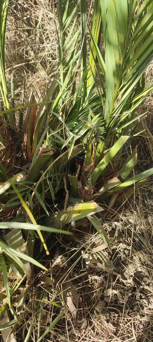 فسائل برحي وجوزي قزمي ومكتوم وبلكه للبيع 
المشخاب الدبينية 
***********
