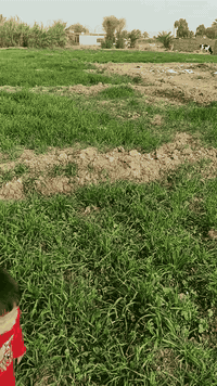 دورة • ٦ دونم • طابو زراعي