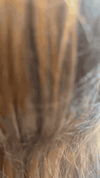 حسب طلب لزبونه صابغه اسود💕💕💕
جكوك شارع قمر بني هاشم مقابيل تقاطع شارع عشرين ❤️ ❤️ 
***********💝💝💝
