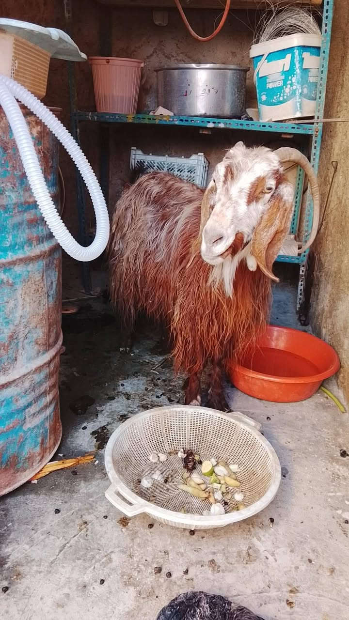 سلام عليكم 
مكلف مكلف بالنشر عنز عشرة وناصحة المكان هيت ناحية المحمدي سعر ١٦ 
بي مجال تواصل خاص


**إذا كنت صاحب هذا الإعلان وتريد حذفه لأي سبب، رجاءا أرسل رسالة إلى الدعم الفني**