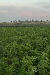 فرصة أرض استثمارية مميزة – الرضوانية / الكرخ – بغداد 🔥🏡 موقع ممتاز قري...