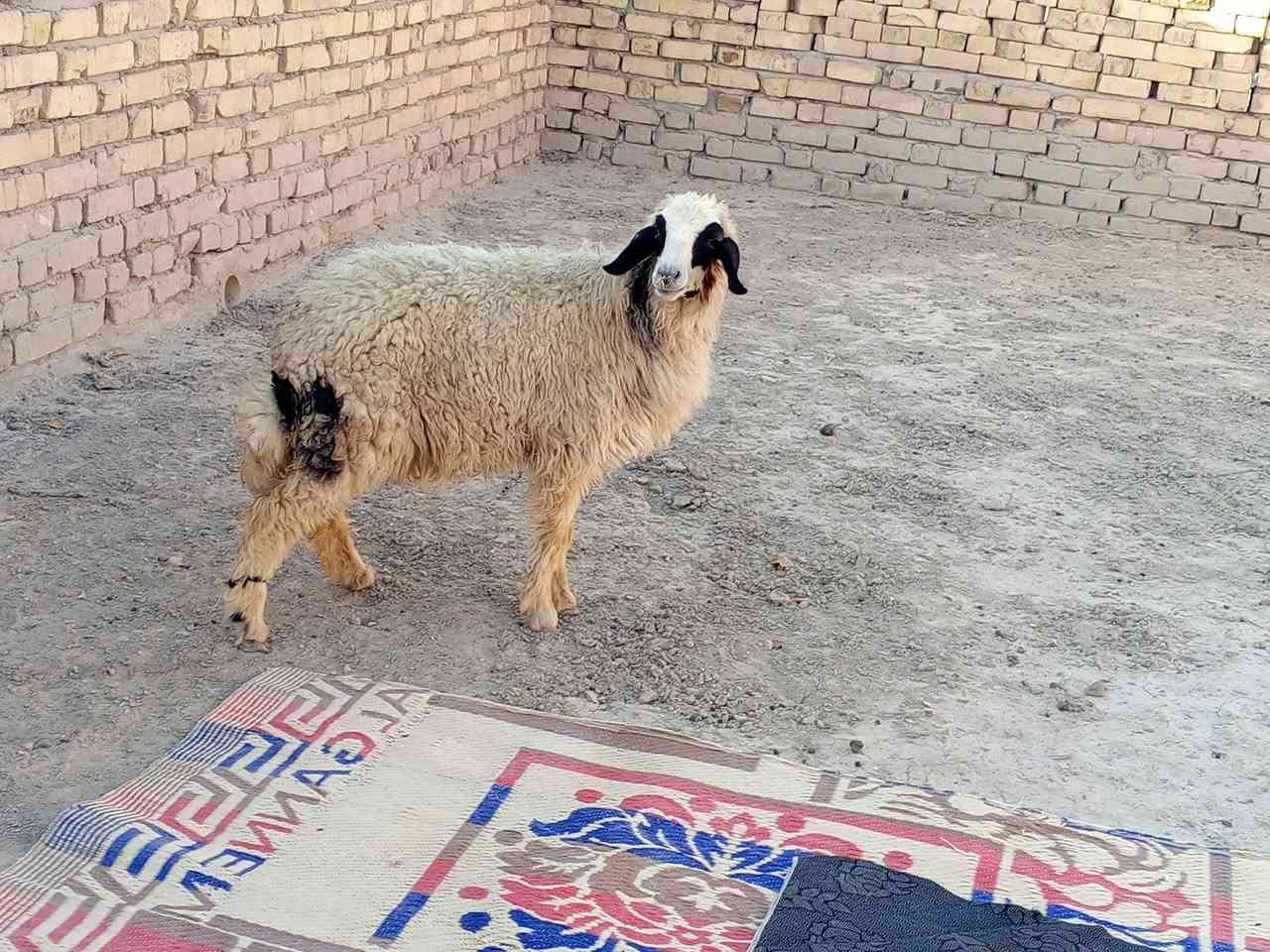 طلي نثيه سمينه حيل تارسه لحم وشحم شرط الصحاه ترهم 

ذبح وجني وهديه مكاني قضاء الفهود السعر  260 بيهه 

مجال والشراي يدلل وبخدمته اتصل ***********
