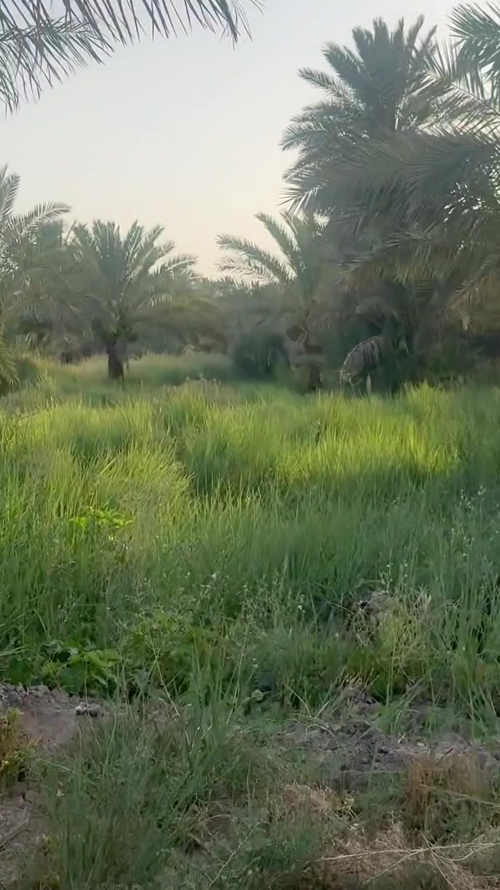 سلام عليكم 
بستان زراعي مساحه 10 دونم 
يحتوي على انواع النخيل 
عنون ناصريه ناحية سديناويه  خلف جسر  الوفاء
قرب مدرسة التعاون
***********
