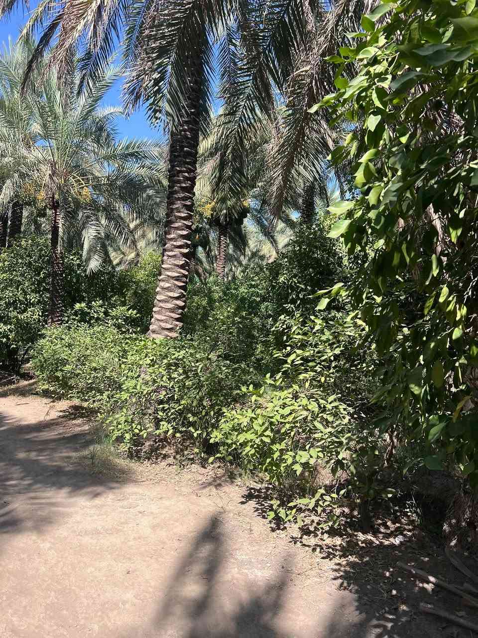 السلام عليكم
للبيع ارض زراعيه مع بستان مع دار سكن طابو زراعي سند 25 المساحه 16 دونم ونصف حصه مائيه  كهرباء مدارس  المكان واسط قضاء الصويره للاستفسار الاتصال على الرقم *********** او ***********
