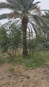 أبي الخصيب جيكور • ٥٣٠م • نخيل برحي وبريم