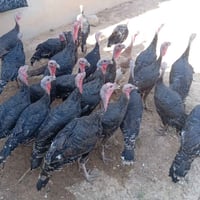 علويات للبيع • حمام علويات • علويات فرنسي • طيور علويات • علويات أسود ...
