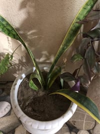 ١٣ زرع • داخلي وخارجي • اضاءة داخلية