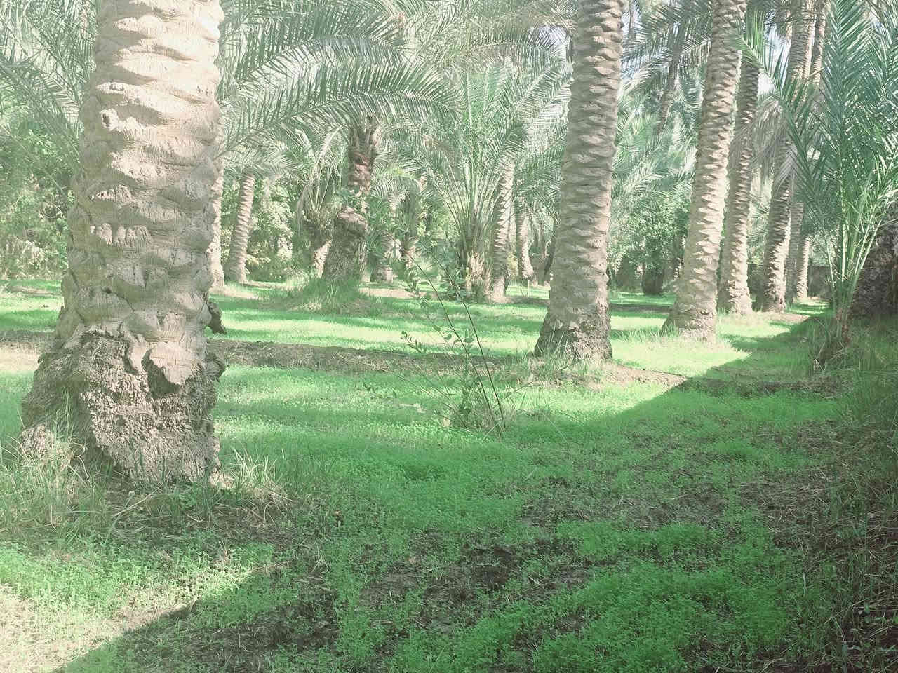 اللهم صل على محمد وأل محمد ليوم

 جبنالكم عرض مميز  وبسعر مناسب جدا واحلئ

 مايكون بهذا العرض هوه المنطقة والجيران الطيبة والهدوء 

 للبيع    دونم  المساحة بالأمتار 2500 متر محدد ومسيج بالكامل 

   تتوفر كافة الخدمات 

  كهرباء ضغط عالي مي اساله 

   مي سقي سيح البستان مخدومة

 بالكامل العنوان كربلاء شارع الحسينية سايد المواكب

 قرب جسر 🌉 الإبراهيمية الها مدخلين مدخل الأول من

 شارع الحسينية ومدخل الثاني من شارع الابراهيمية تبعد

 عن شارع الحسينية 1000  متر وعن جسر الإبراهيمية كيلو ونص 

 وعن مركز المدينة 15 كيلو منطقة سكنية عرض الشارع

 النازل عل بستان 6 متر واكو مكانات 7 و 8 م علمأ نوع السند

 طابو زراعي سند 25 تحويل سهم مباشر بأسم المشتري

 أصل السند  6   دونم فقط انزل اسمك سهم بالسند بمساحة

دونم  

#السعر   190    مليون  مع المجال

 للجاد بالشراء 

للإستفسار أكثر #اتصلوا بالأرقام التالية 

(  ‏‪***********‬‏  )(  ***********  ) 

ابو فاطمة عنوان المكتب شارع الحسينية قرب جسر 🌉 الإبراهيمية مقابل شارع عون مكتب النافعي للعقارات كربلاء   النافعي للعقار      #اشاره #الاصدقاء #متابعين #اكسبلور #الجميع #متابعين #اكسبلور #الجميع #متابعين #اكسبلور @إشارة
