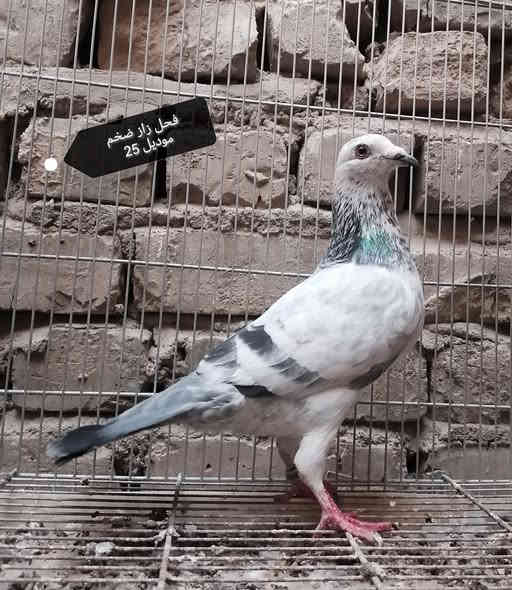 #متاح #مكاني_بغداد_مدينة_الصدر 
ماعندي حجز ولا توصيل 
للاتصال *********** متوفر خاص واتساب
