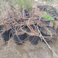 متوفر شتلات العنب عميري  للتواصل (07704570694 /07815872142)   موقع الم...