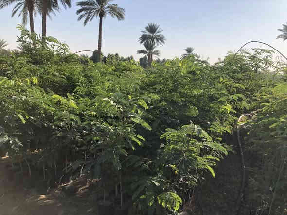 ياالله .البيزيا لبخ خشنة وحلوه
ارتفاع من متر للمتر ونص 
العنوان طريق حلة كفل منطقة ابو سميج 
***********
***********
