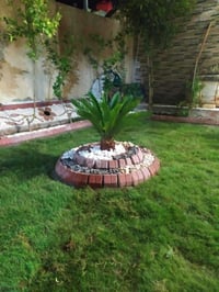 مشتل الروان • الشطره ذي قار • توصيل لكافة المحافظات