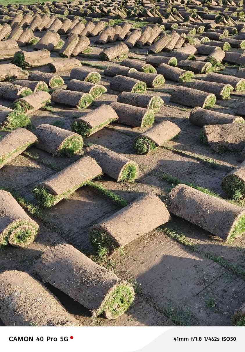 🌿 مزارع ديالى للثيل الطبيعي – جودة بلا حدود! 🌿
💚 نوفر لك أجود أنواع الثيل الطبيعي (هندي درجة أولى) – مناسب لجميع الاستخدامات:
🏡 المنازل | 
🌱سعر المتر المربع 1750 دينار 

🌳 الحدائق | ⚽ الملاعب | 🏢 الدوائر | 🏗️ المشاريع الاستثمارية
✔️ أسعار تنافسية لكل متر مربع
✔️ خصومات خاصة للكميات الكبيرة
✔️ نوفر جميع الأنواع: #هندي | #فرنسي | #إيطالي | #إسباني | #إنكليزي
📦 قدرة عالية على تجهيز كميات ضخمة للمشاتل والملاعب
🌱 نوعية ممتازة وزراعة احترافية – مع كادر متخصص لضمان أفضل النتائج!
🚚 التوصيل سريع، والثيل يصل إليك لباب بيتك!
📞 للطلب والاستفسار:
📲 ***********
📲 ***********
✅ الجودة الأفضل – ✅ الأسعار الأوفر – ✅ الخدمة الأسرع
