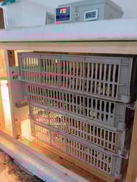 فقاسات فلين • تقليب يدوي • نظام ٣ طوابق