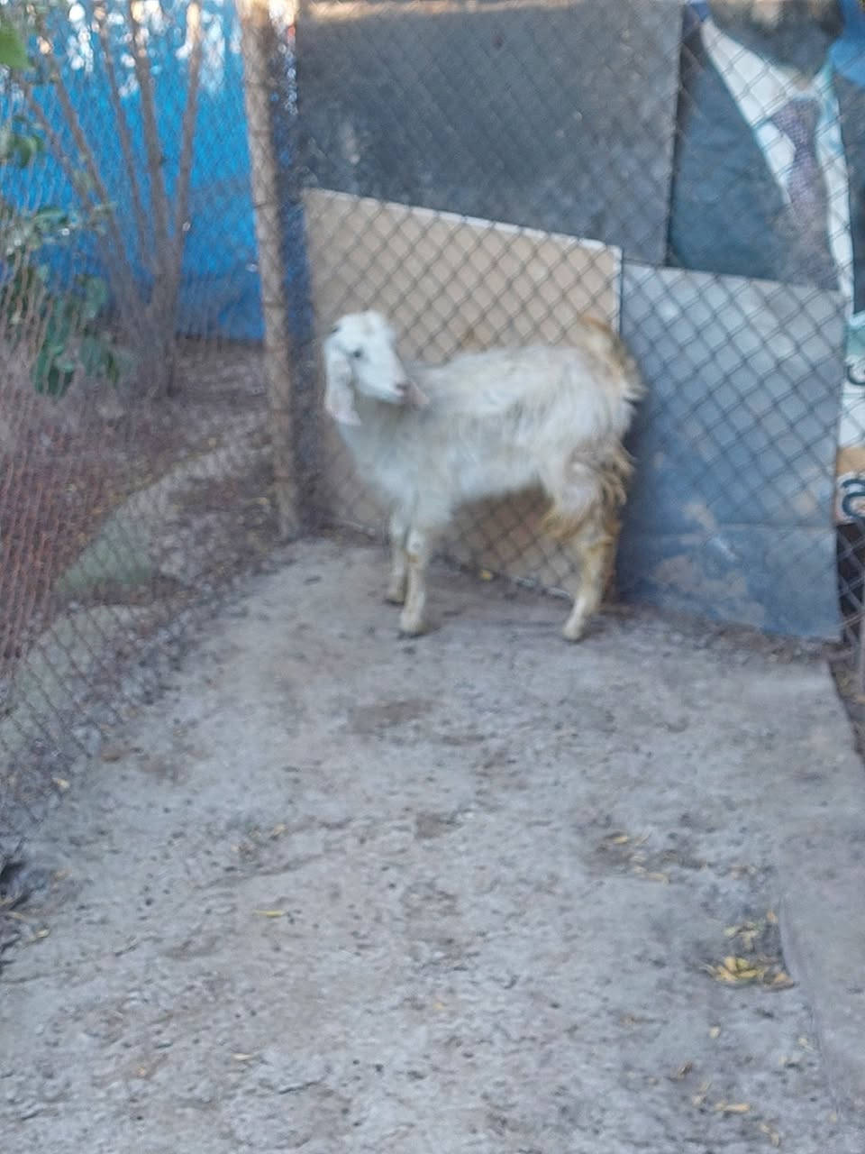 سلام عليكم يوجد صخله للبيع سعر  160وبيه ماجل قليل للستفسار اتصل عل رقم الهاتف *********** العنوان تكريت قرب مجلس المحافضه القديم
