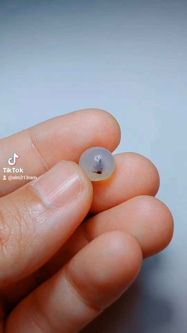 احجار ملاكط سعر القطعه ١٥ اذا مجموعه السعر اقل كربلاء, العراق


**إذا كنت صاحب هذا الإعلان وتريد حذفه لأي سبب، رجاءا أرسل رسالة إلى الدعم الفني**