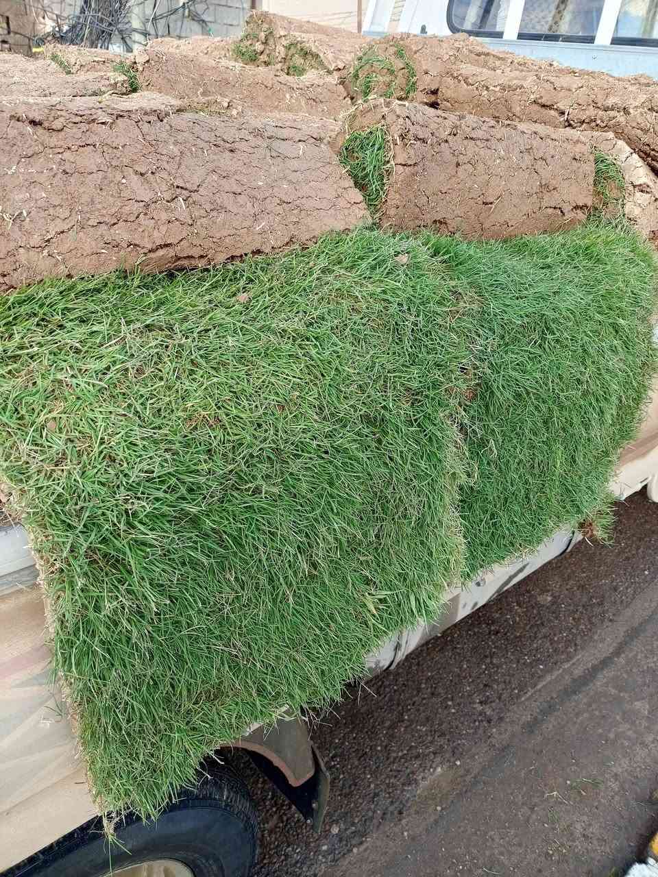 #مشتل_الجمعيه✨
يالله تم وصول وجبه جديده من الثيل الهندي الدرجه الأولى كميه مفتوحه 
سعر المتر 3000 
مستعدون لتجهيز كافة الحدائق والدوأئر 
العنوان الدجيل خلف الدفاع المدني 
للاستفسار ***********
