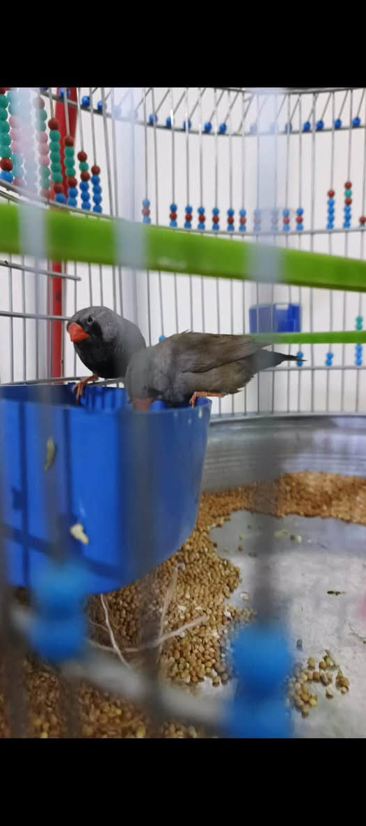 متاح للبيع هنه وتعلاكه فناجس باكستاني مكاني بغداد المعامل العماري
رقم .***********
