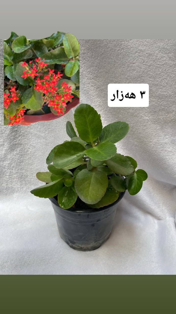 بۆ فرۆشتن سلێمانی گەیاندن هەیە بۆناو شار


**إذا كنت صاحب هذا الإعلان وتريد حذفه لأي سبب، رجاءا أرسل رسالة إلى الدعم الفني**